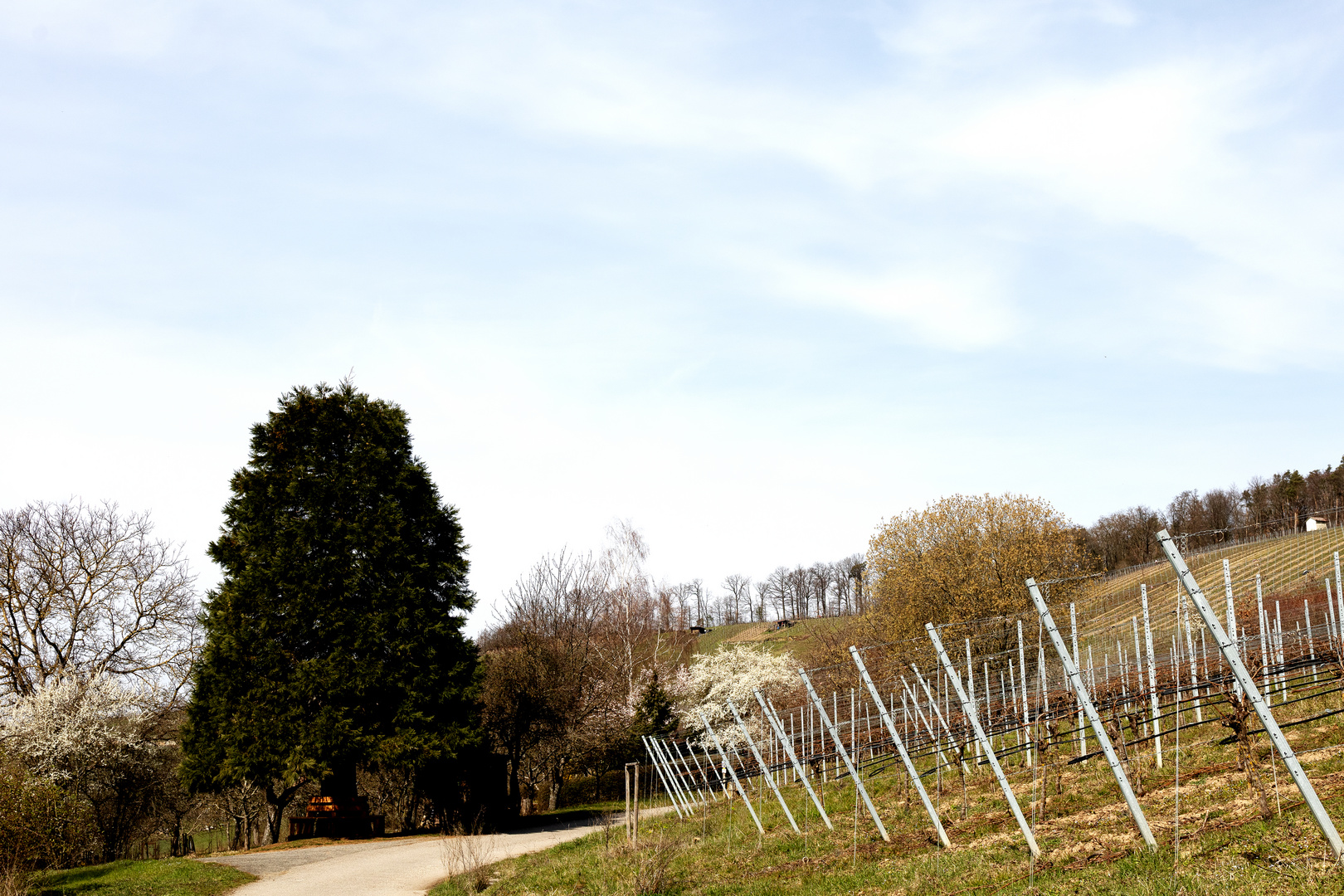 Frühling am Horn