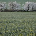 Frühling am Hornburger Sattel