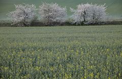 Frühling am Hornburger Sattel