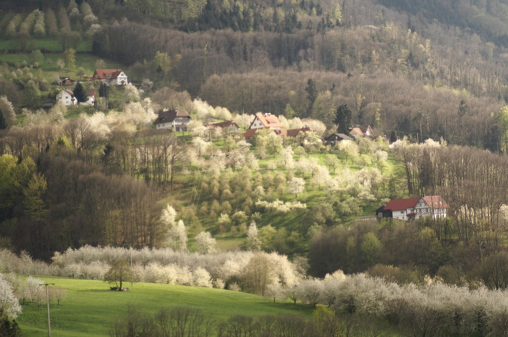 Frühling am Hornenberg