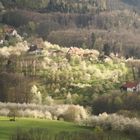 Frühling am Hornenberg
