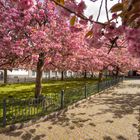 Frühling am Josefplatz in Düsseldorf