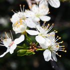 Frühling am Kaiserstuhl, der Beweis