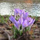 Frühling am Kanal