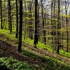 Frühling am Kleinen Freeden