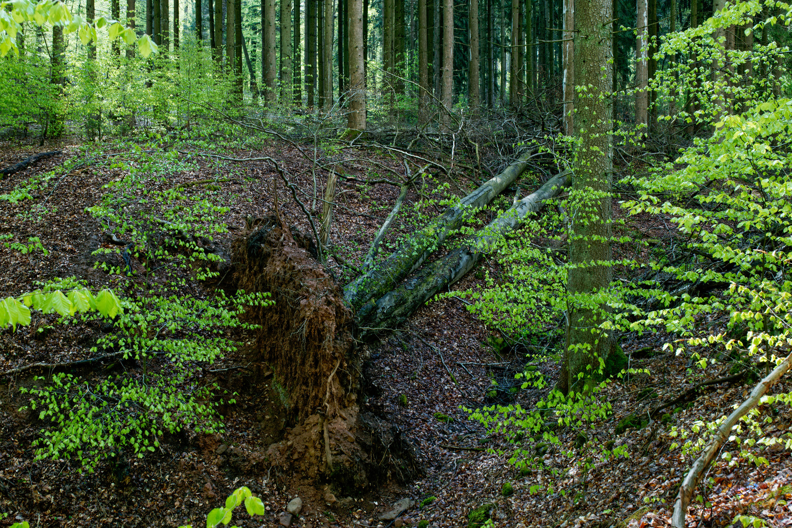 Frühling am kleinen Waldbach