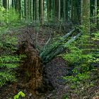 Frühling am kleinen Waldbach