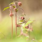 Frühling am Kreuzberg: Bach-Nelkenwurz