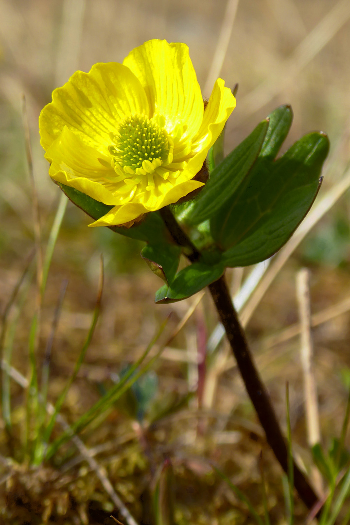 Frühling am Kungsleden