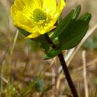 Frühling am Kungsleden