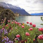 Frühling am Lac Leman