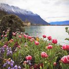 Frühling am Lac Léman