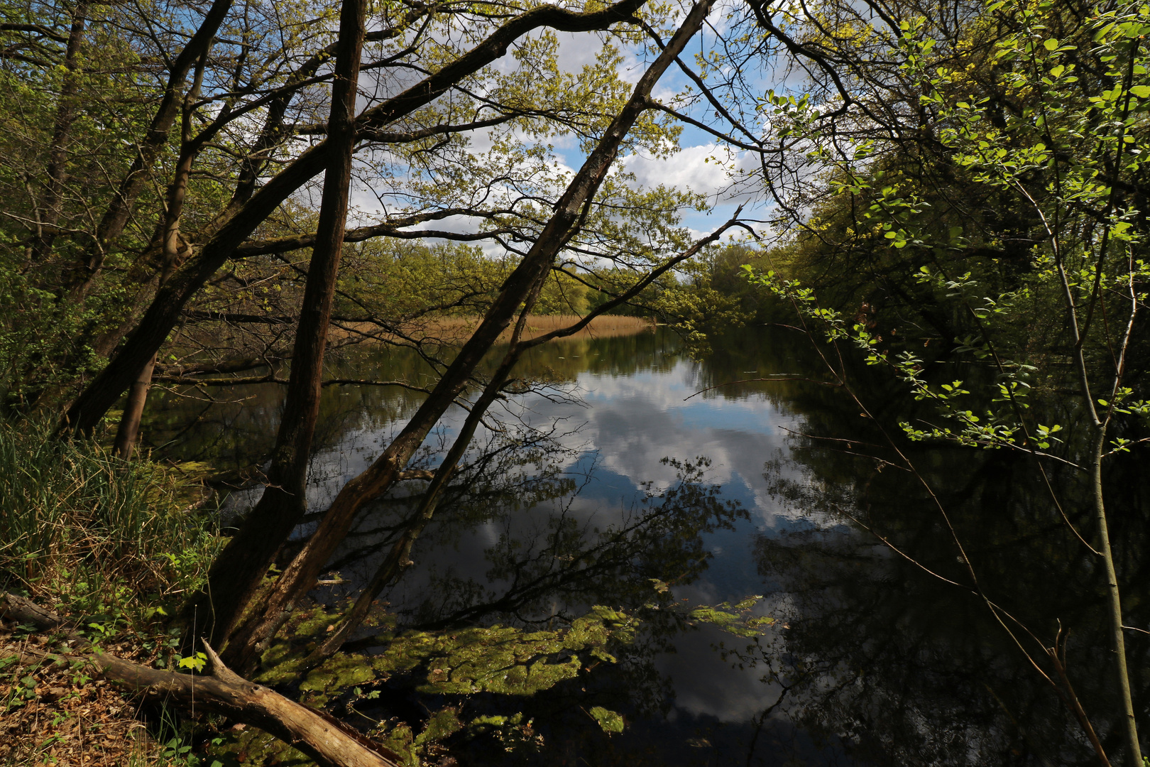 Frühling am Lagesteich