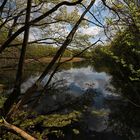 Frühling am Lagesteich