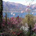 Frühling am Lago Maggiore