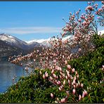 Frühling am Lago Maggiore