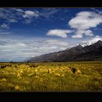 Frühling am Lake Pukaki ( NZ )