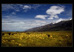 Frühling am Lake Pukaki ( NZ )