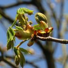 Frühling am Lehnitz see - Mit dem ersten Grün 