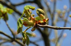 Frühling am Lehnitz see - Mit dem ersten Grün 