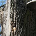 Frühling am Lehnitzsee mit Specht und Baumpilz