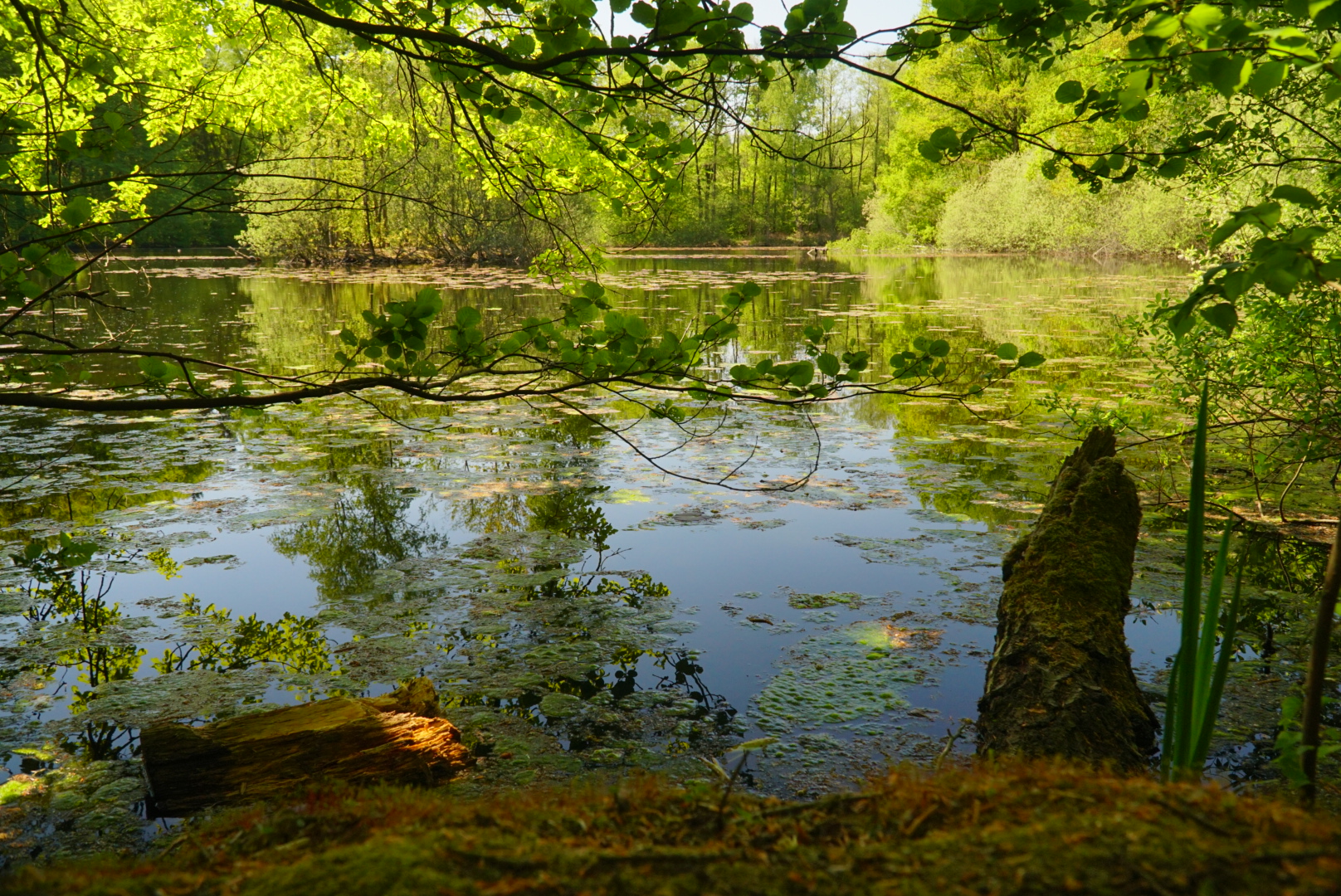 Frühling am Leyenweiher