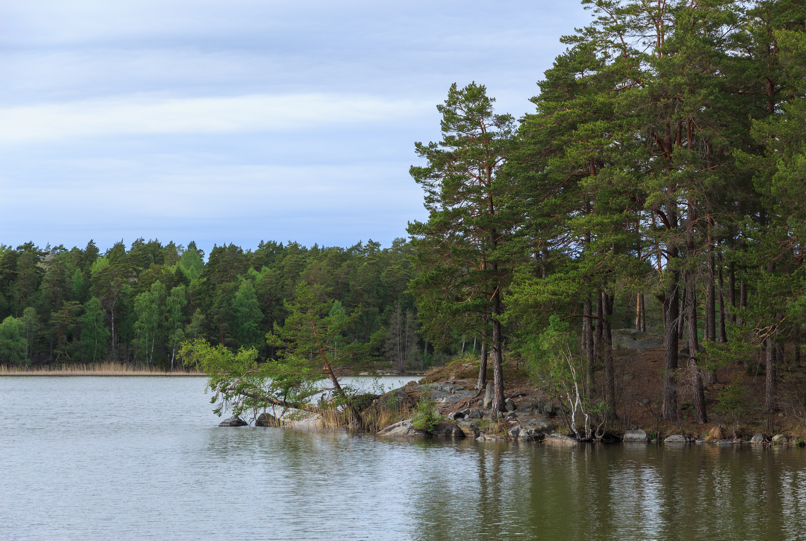 Frühling am Mälaren