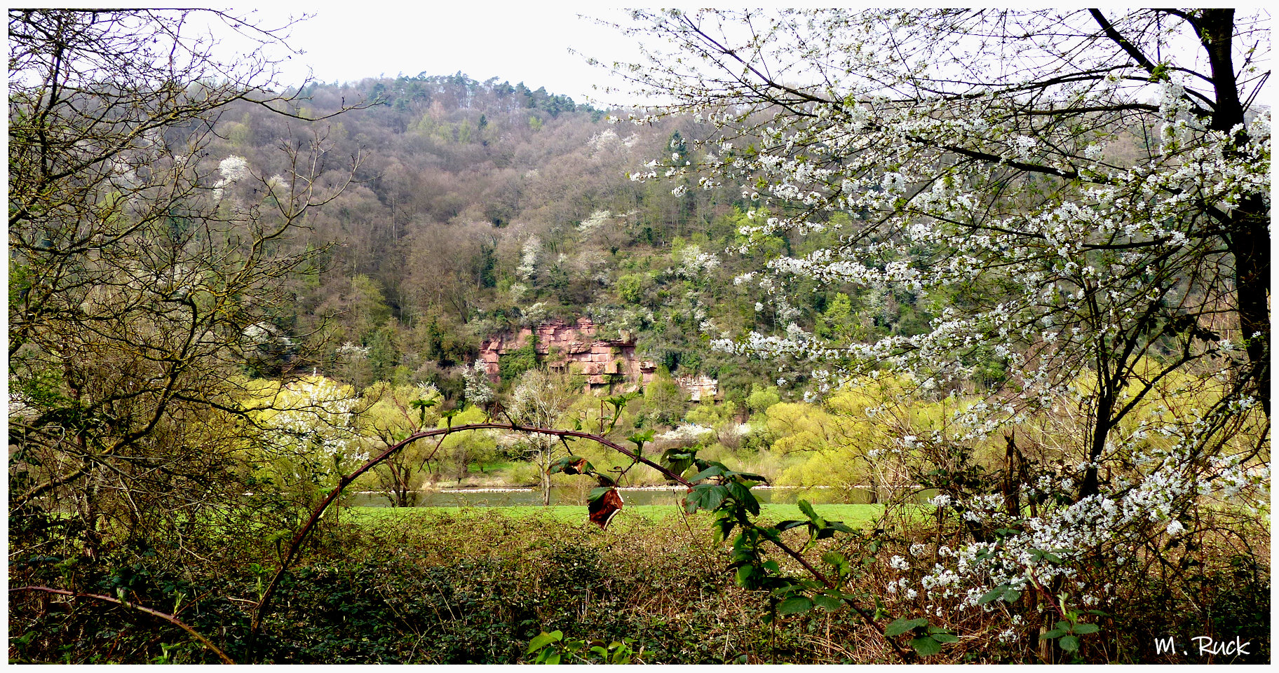 Frühling am Main  !