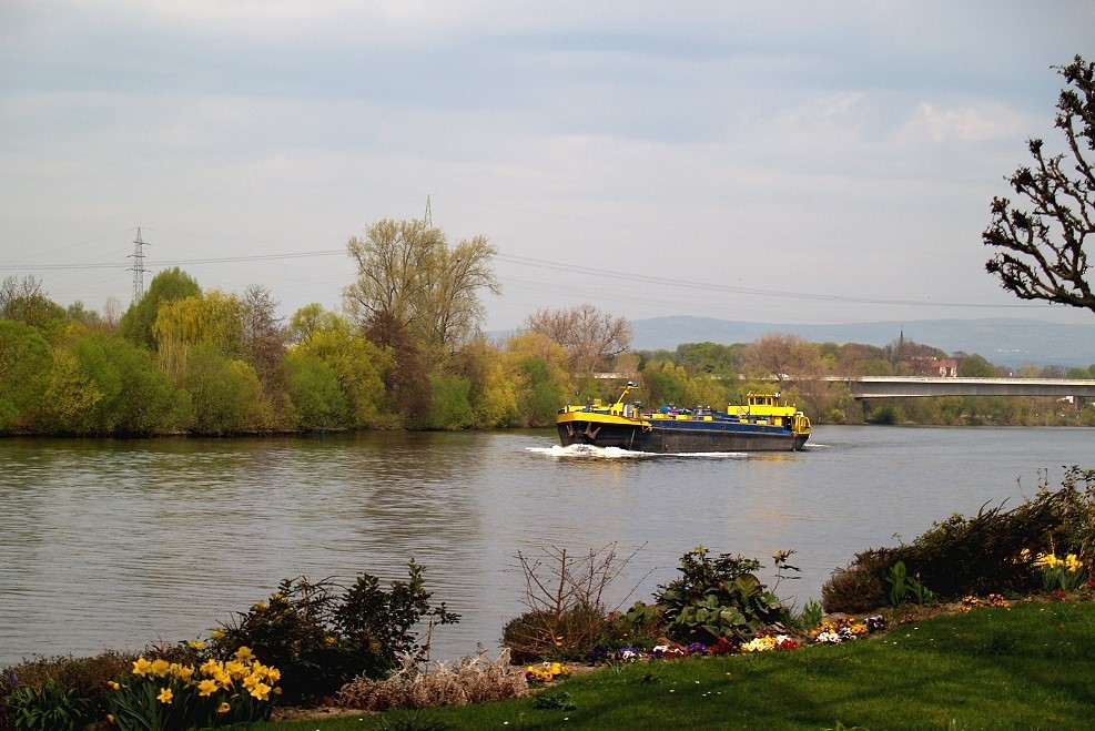 Frühling am Mainufer