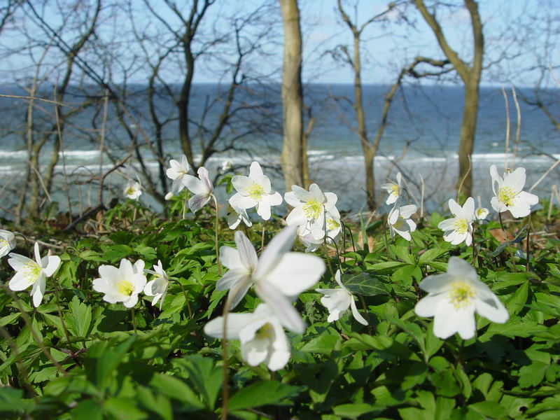 Frühling am Meer