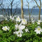 Frühling am Meer