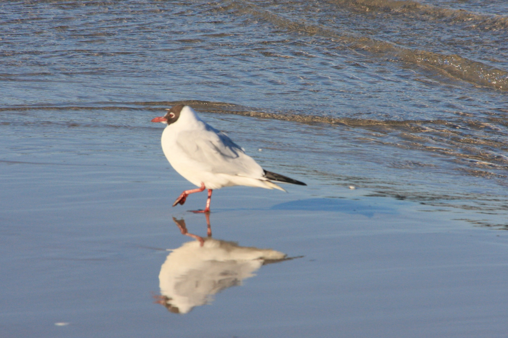 frühling am meer