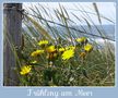 Frühling am Meer von Anette Singscheidt 