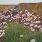 Frühling am Meer