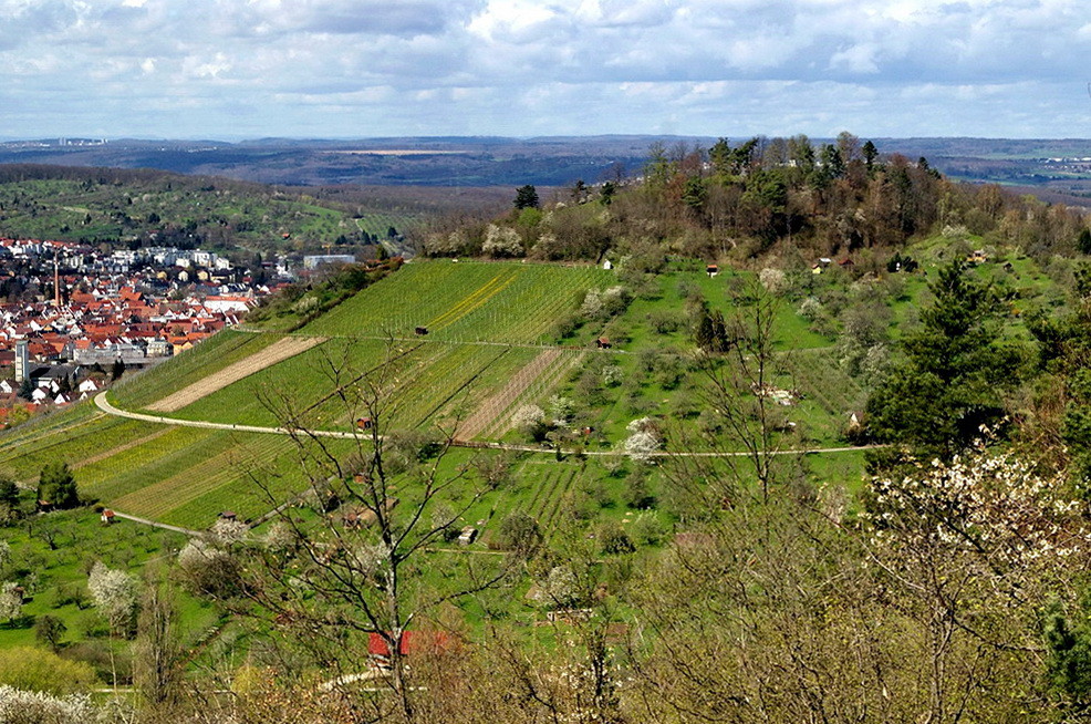 Frühling am Metzinger Weinberg