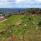 Frühling am Metzinger Weinberg