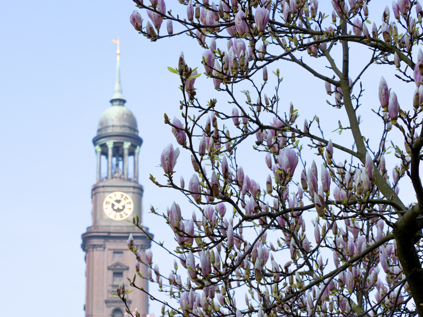 Frühling am Michel