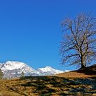 Frühling am Mieminger Plateau