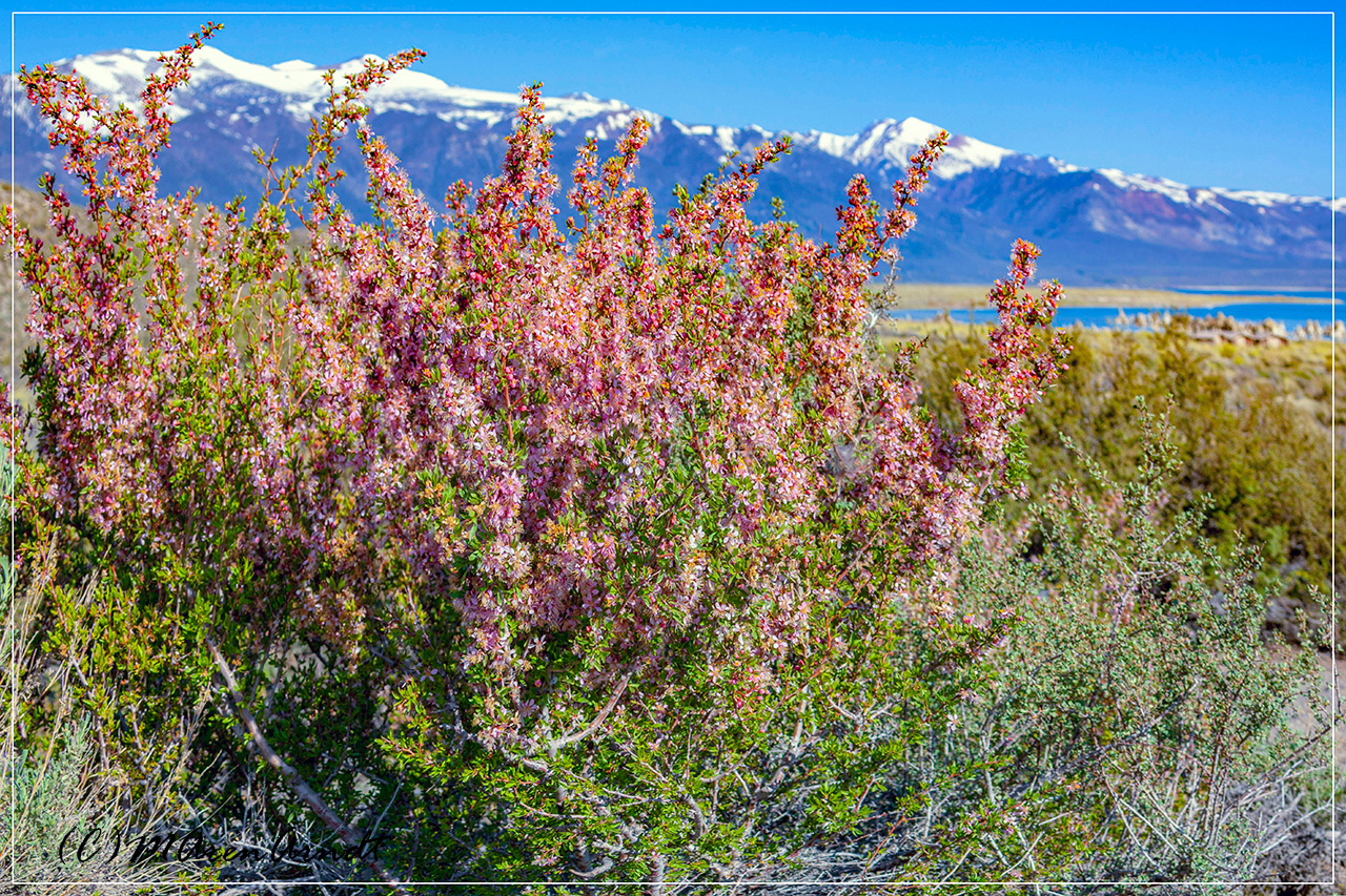 Frühling am Mono Lake