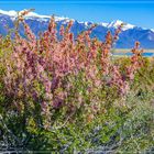 Frühling am Mono Lake