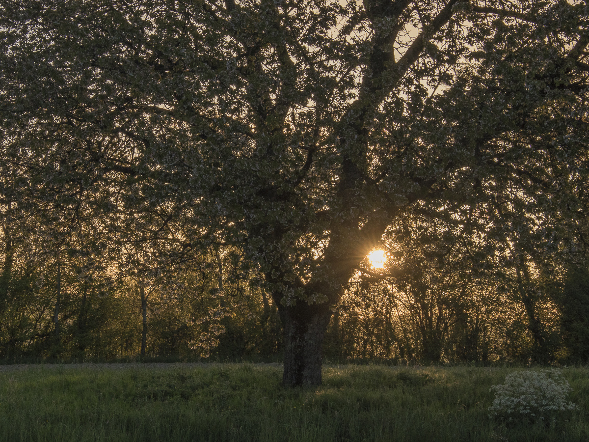 Frühling am Morgen | 1