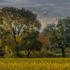 Frühling am Morgen | 2