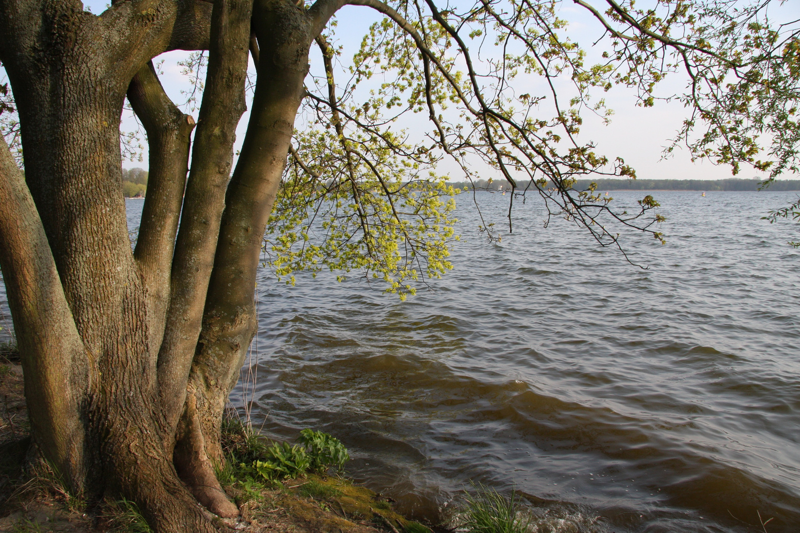 ... Frühling am Müggelsee ...