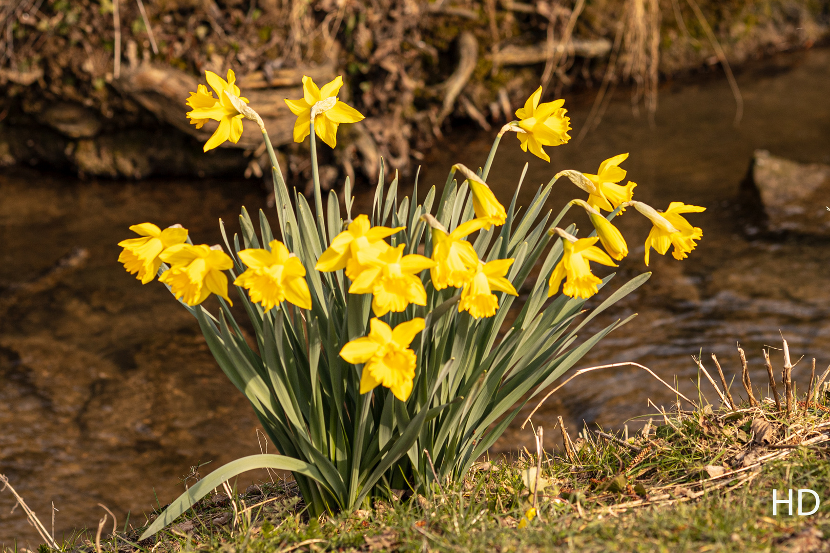 Frühling am Mühlbach