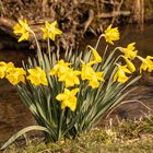 Frühling am Mühlbach