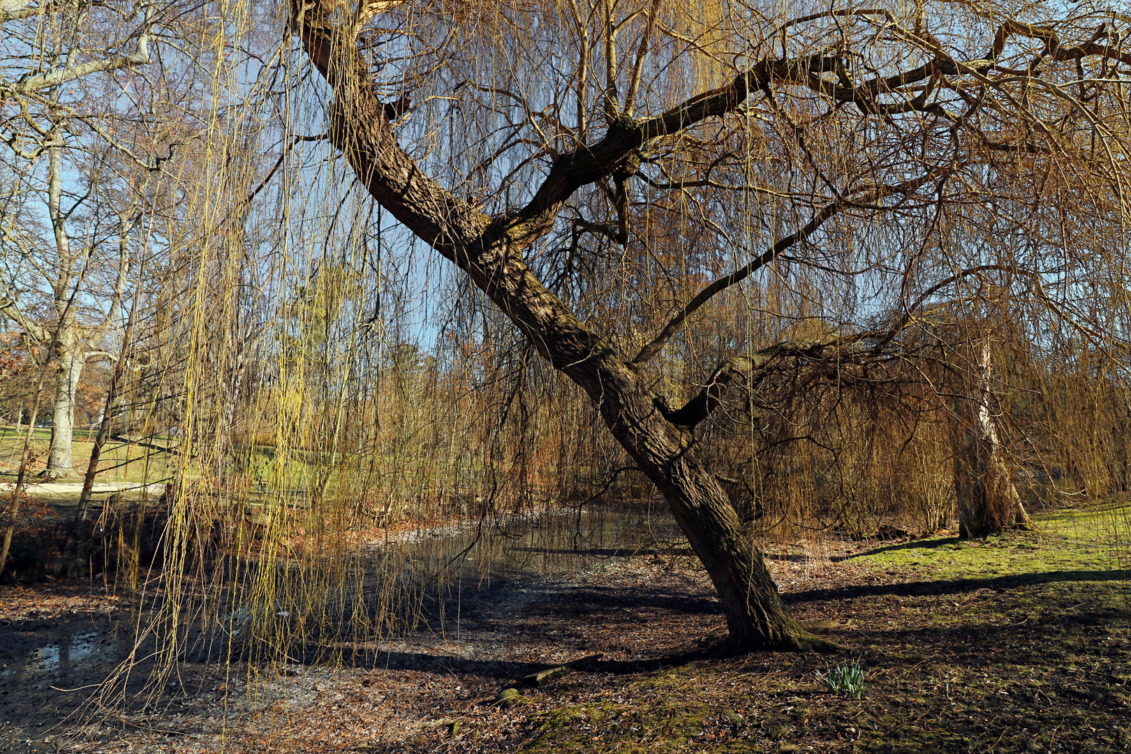 Frühling am Münzgraben