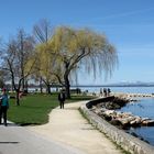 Frühling am Murtensee