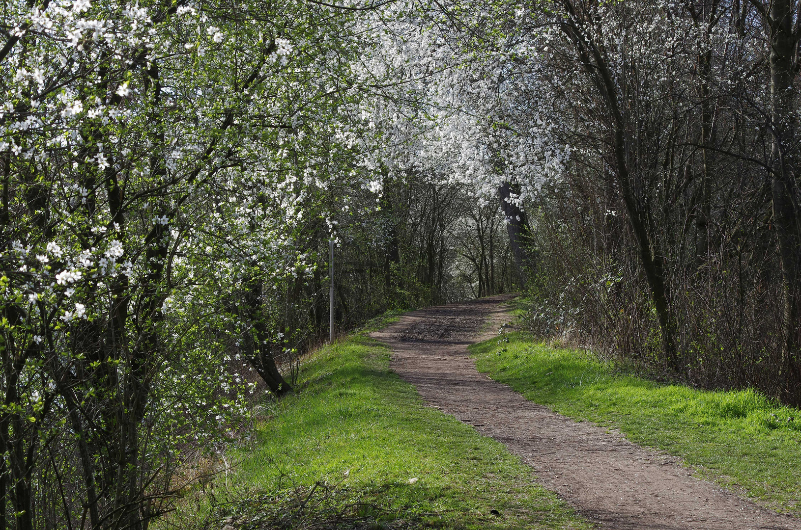 ...Frühling am Neckar