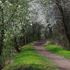 ...Frühling am Neckar