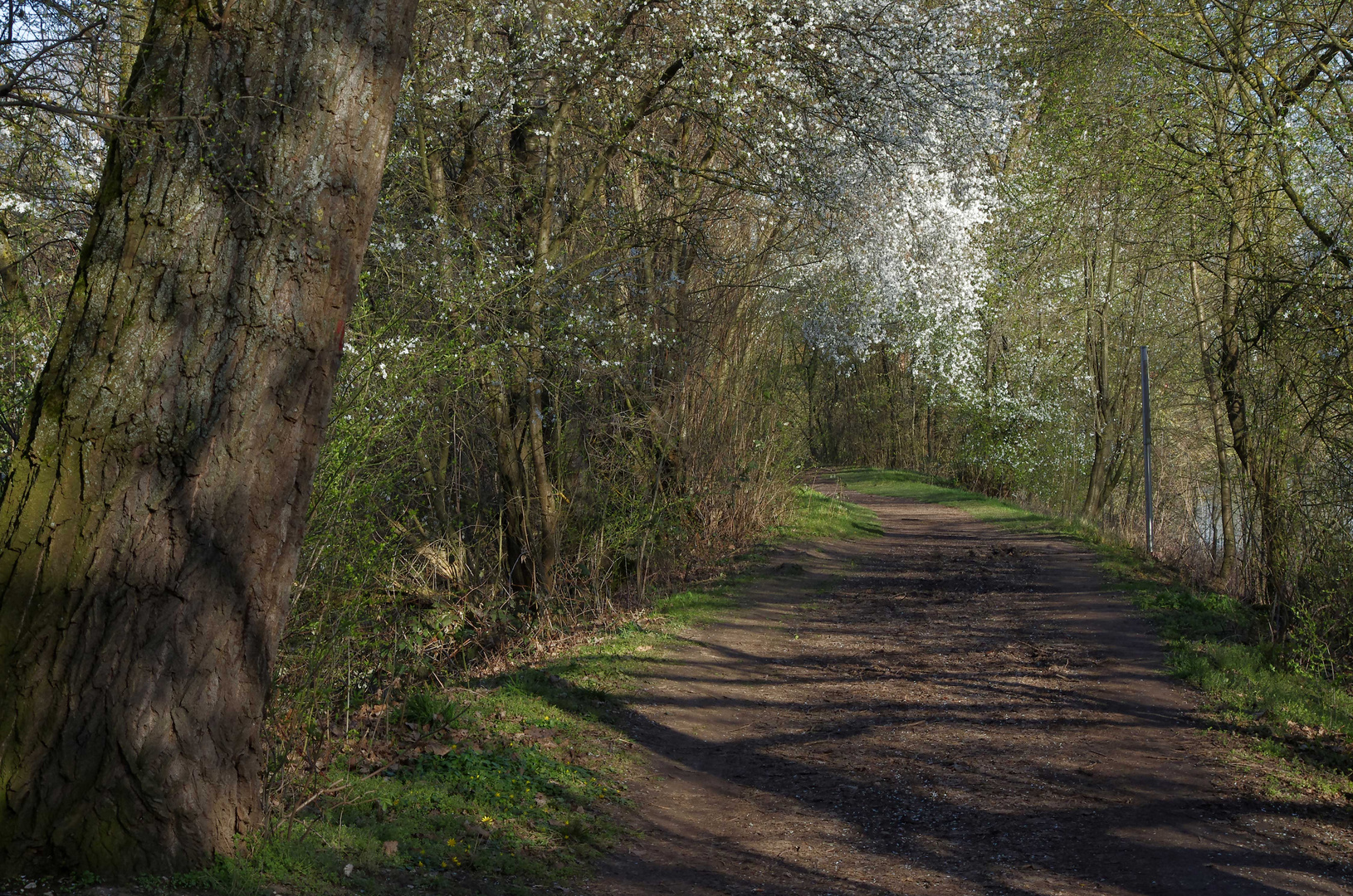 ..Frühling am Neckar